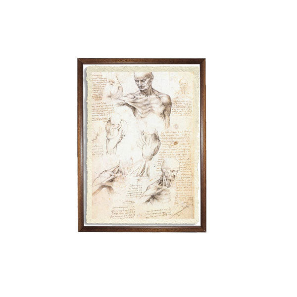 Anatomical studies of a male shoulder - Leonardo Da Vinci