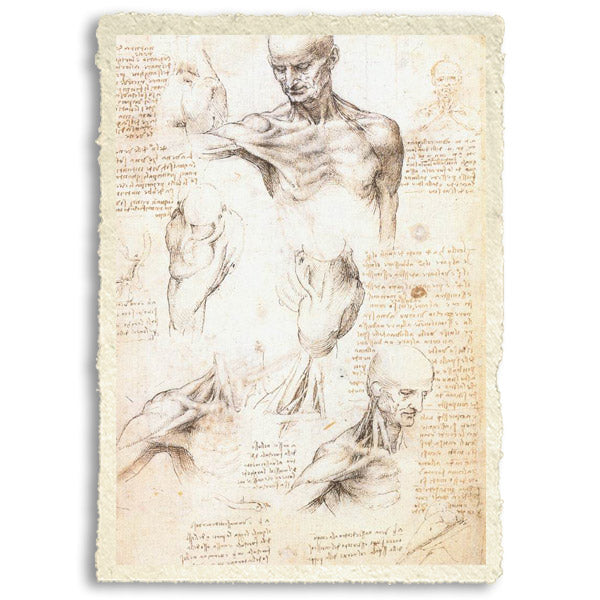 Anatomical studies of a male shoulder - Leonardo Da Vinci