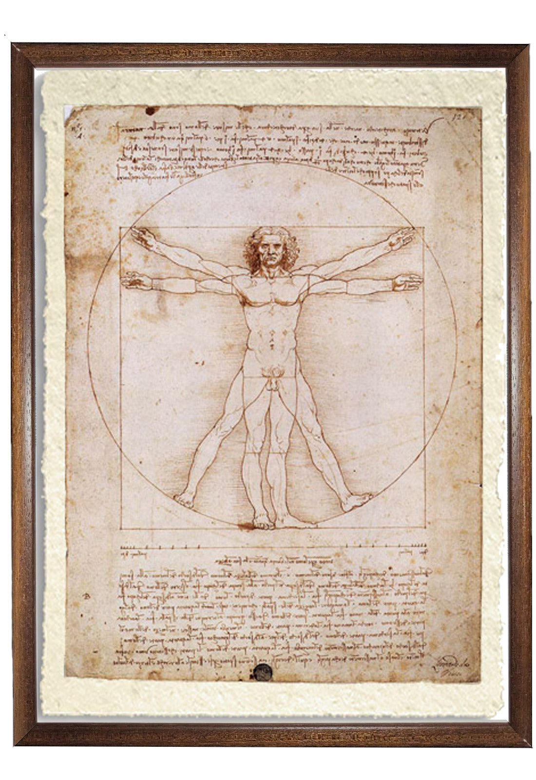 Vitruvian Man. Leonardo da Vinci. Reproduction on Amalfi paper