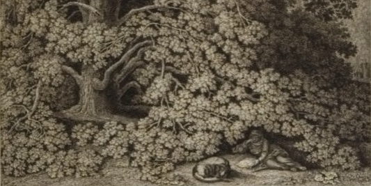 L'arte botanica di Hackert nell'incisione Sophora