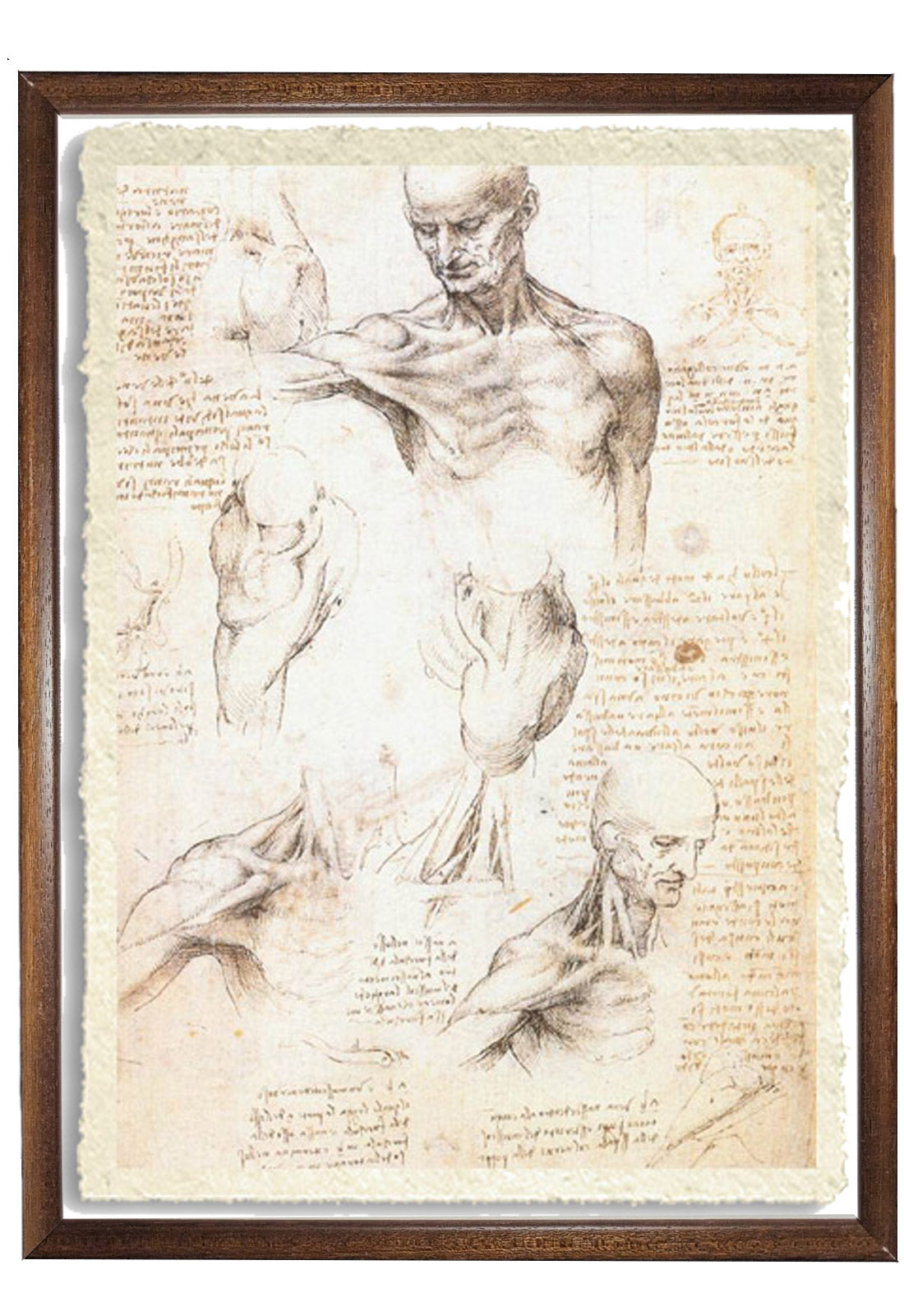 Anatomical studies of a male shoulder - Leonardo Da Vinci