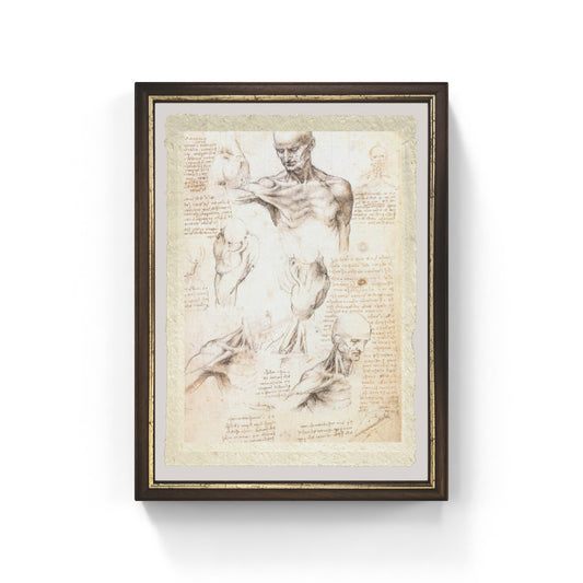 Anatomical studies of a male shoulder by Leonardo Da Vinci on fine Amalfi paper