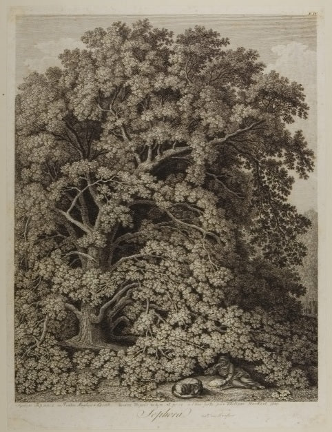 Sophora - Jakob-Philipp Hackert