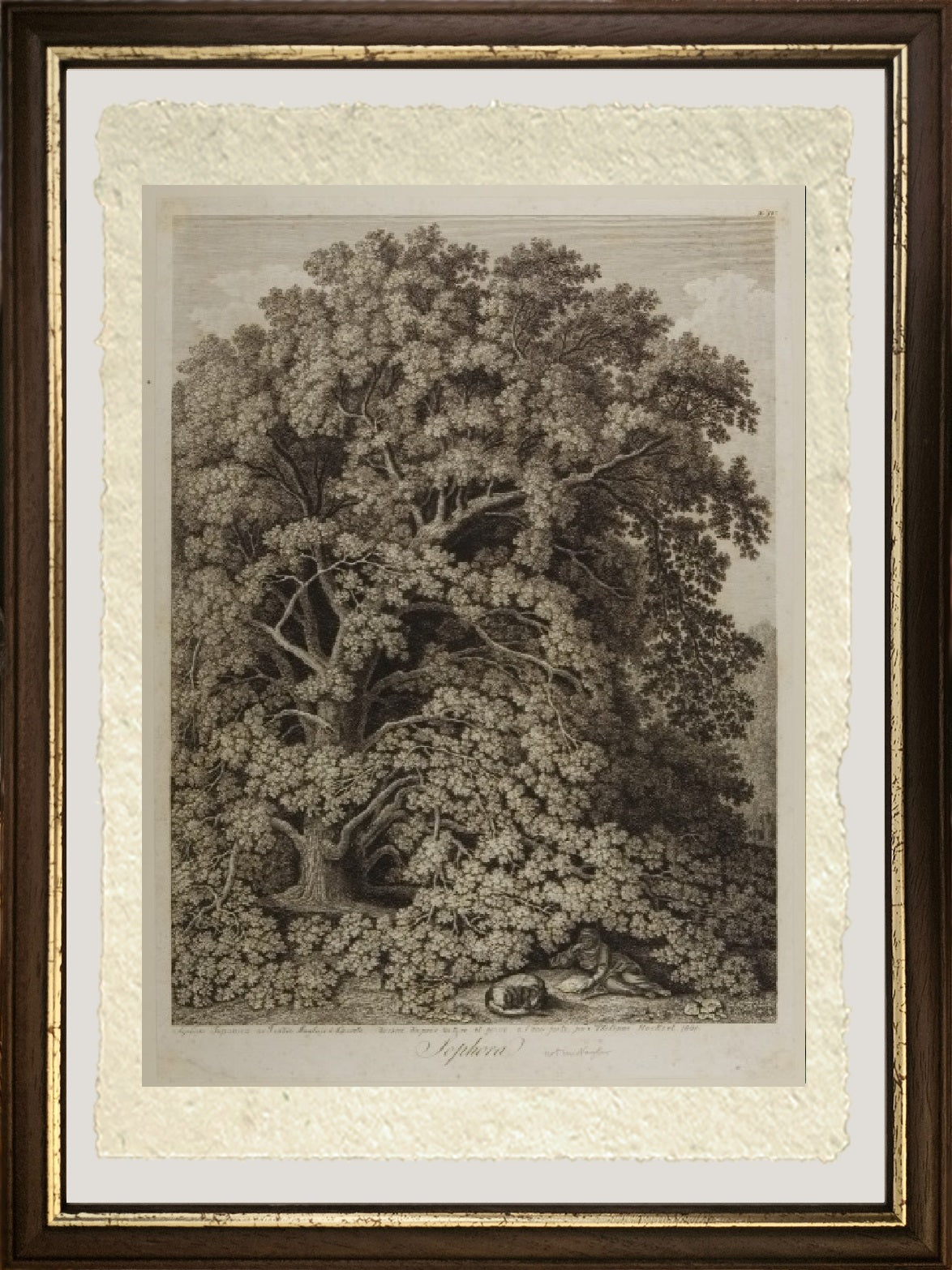 Sophora - Jakob-Philipp Hackert
