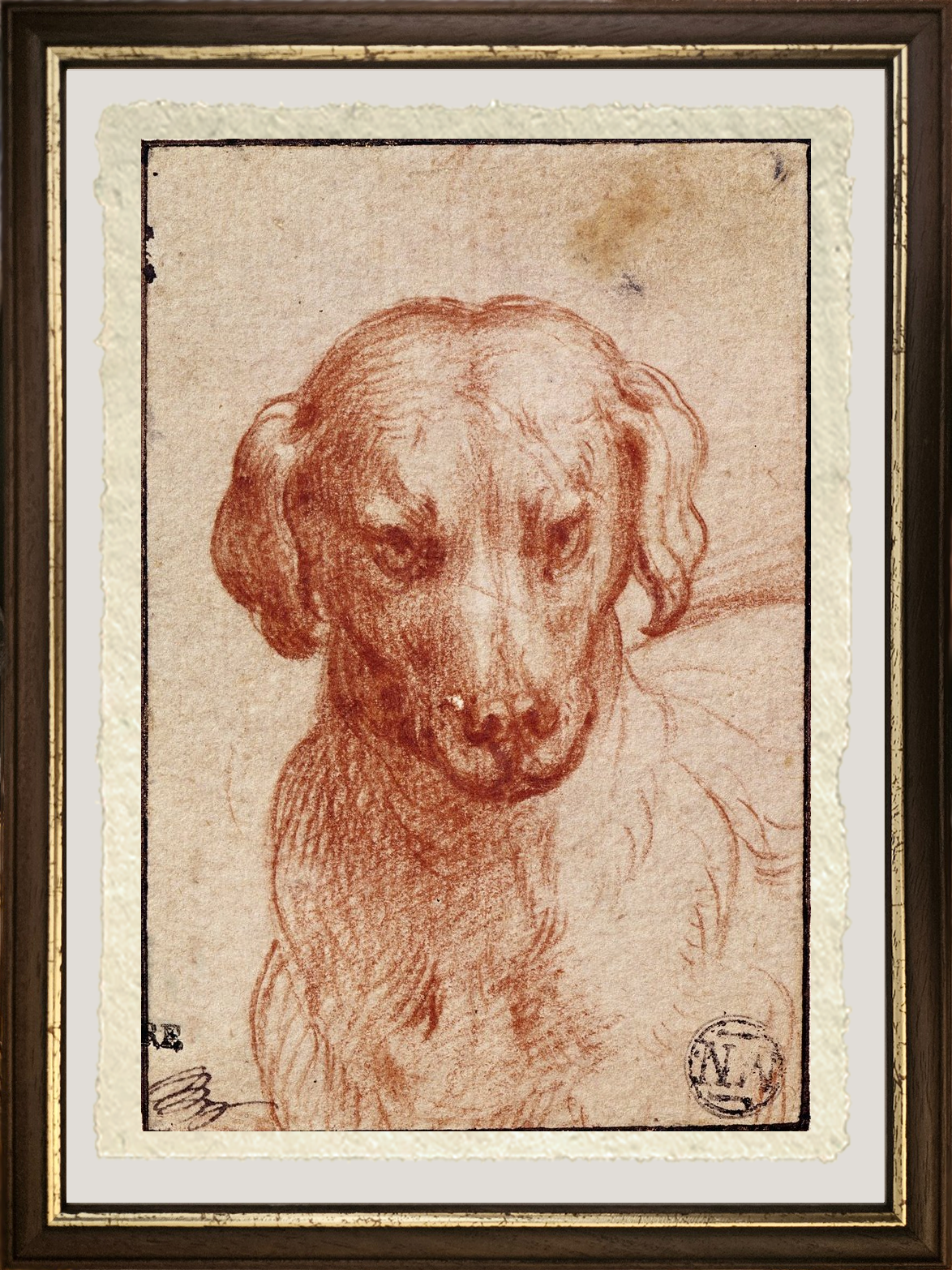 Dettaglio di Testa di Cane di Parmigianino su carta Amalfi