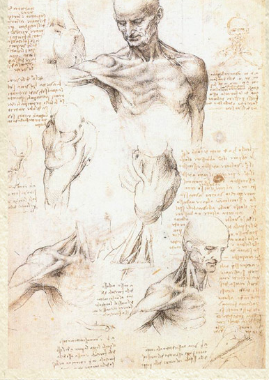 Anatomical studies of a male shoulder by Leonardo Da Vinci on fine Amalfi paper